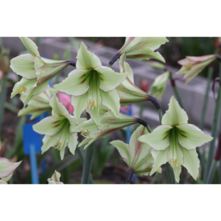 悠暖花开朱顶红日朱梦幻阳台花卉植物花后球