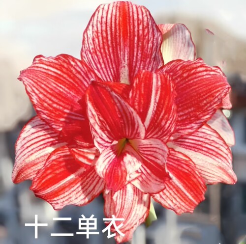 悠暖花开【日本朱顶红：十二单衣 】球根种球多年生种球阳台
