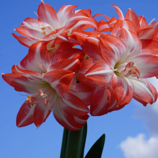 悠暖花开【进口秘鲁朱顶红：花孔雀】种球球根 花卉阳台 爆花强