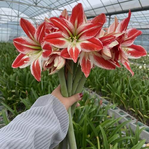 路风自育朱顶红新品草莓芯多年生