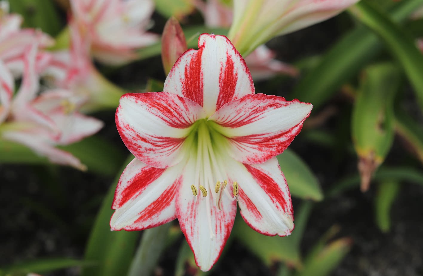 悠暖花开 多年生种球 自育杂交 朱顶红白肋单瓣小球小花b25花蝴蝶