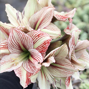 悠暖花开【爱火花】路风自育朱顶红种球复古大花多年生球根植物