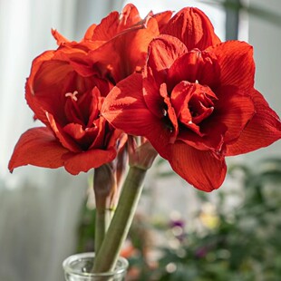 悠暖花开【进口秘鲁朱顶红：双王】大花重瓣种球阳台花卉植物