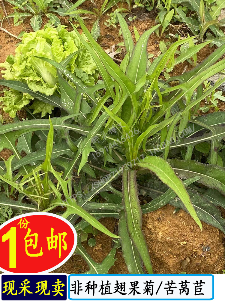新鲜野菜翅果菊苦莴苣山马草野莴苣农村野菜花叶滇苦菜苦苣菜嫩叶