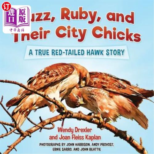 海外直订Buzz, Ruby, and Their City Chicks: A True Red-Tailed Hawk Story 巴斯，鲁比和他们的城市小鸡：一个真实的红尾