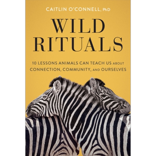 现货 野生仪式 动物可以教给我们关于关系 社群和我们自身的10 堂课 英文原版 Wild Rituals Caitlin O Connell【中商原版】