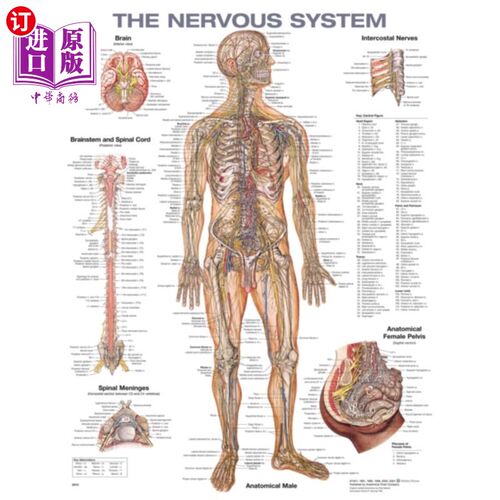 海外直订医药图书Nervous System Anatomical Chart 神经系统解剖图