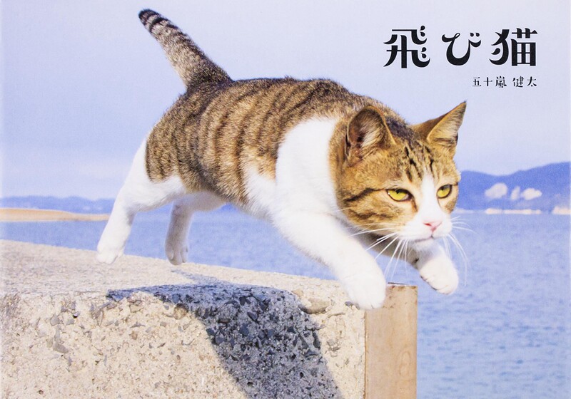 【中商原版】飞翔猫 日文原版 飛び猫 五十嵐健太 KADOKAWA 猫咪写真集