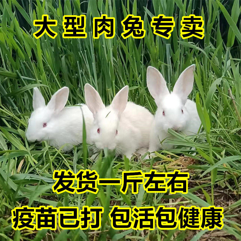 兔子活物肉兔活体家养可选公母成兔