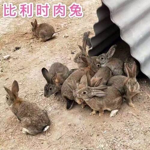 活物肉兔活体大型家兔苗可繁殖