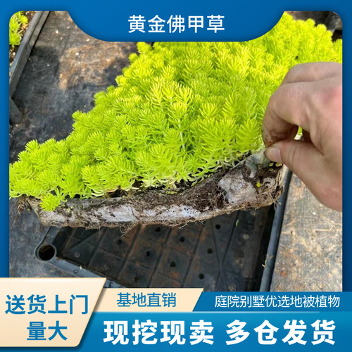 苗草皮耐寒耐热地被植物