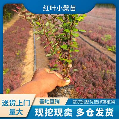 红叶小檗树苗彩色绿篱色块