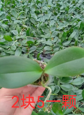 蝴蝶兰宝宝苗微瑕随机2块5一颗室内盆栽四季好养10颗包邮拍一发10