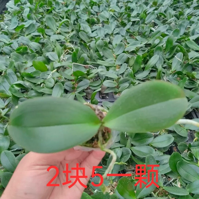 蝴蝶兰宝宝苗微瑕随机2块5一颗室内盆栽四季好养10颗包邮拍一发10
