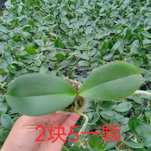 蝴蝶兰宝宝苗微瑕随机2块5一颗室内盆栽四季好养10颗包邮拍一发10