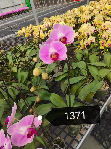 蝴蝶兰花后苗4颗随机2.5寸-3.0寸杯大苗室内盆栽四季好养包邮好养