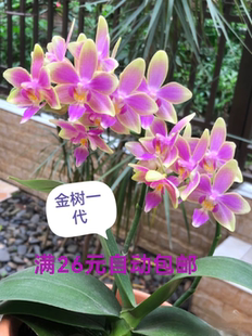 1.7 寸杯蝴蝶兰新手宝宝苗稀有新品种室内阳台种植花卉  基地直发
