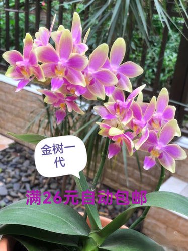 1.7寸蝴蝶兰稀有新品种