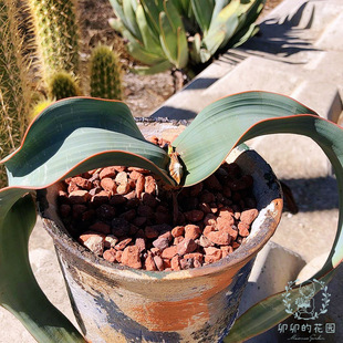 卯卯的花园 百岁兰 种子 Welwitschia mirabilis 饱满新鲜