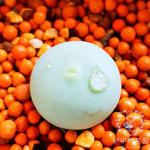 卯卯的花园 鸽子蛋conophytum calculus种子 建议秋播 番杏肉锥