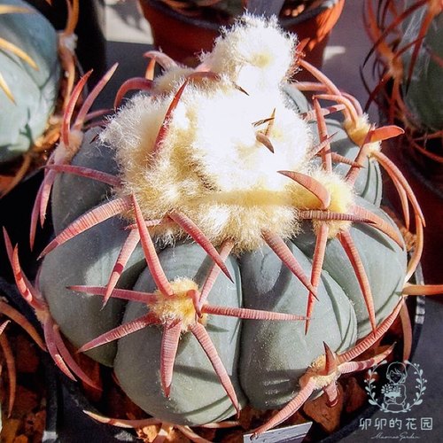 卯卯的花园太平丸种子