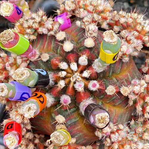 SOS米哈种子卯卯的花园