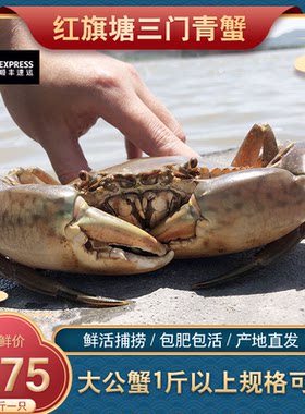 一斤以上野生水产海蟹