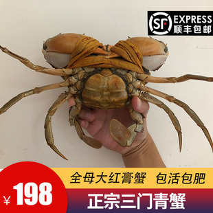 一斤左右 一只膏蟹三门青蟹大红膏蟹 蝤蠓母蟹 海鲜螃蟹 鲜活水产