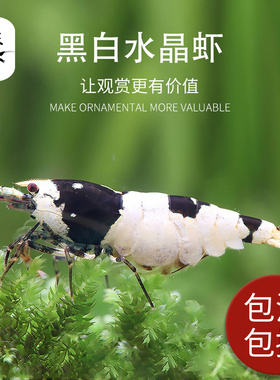 益之虾 活体水晶虾 高品质 黑白水晶虾 非练手黑白 国内名下血统