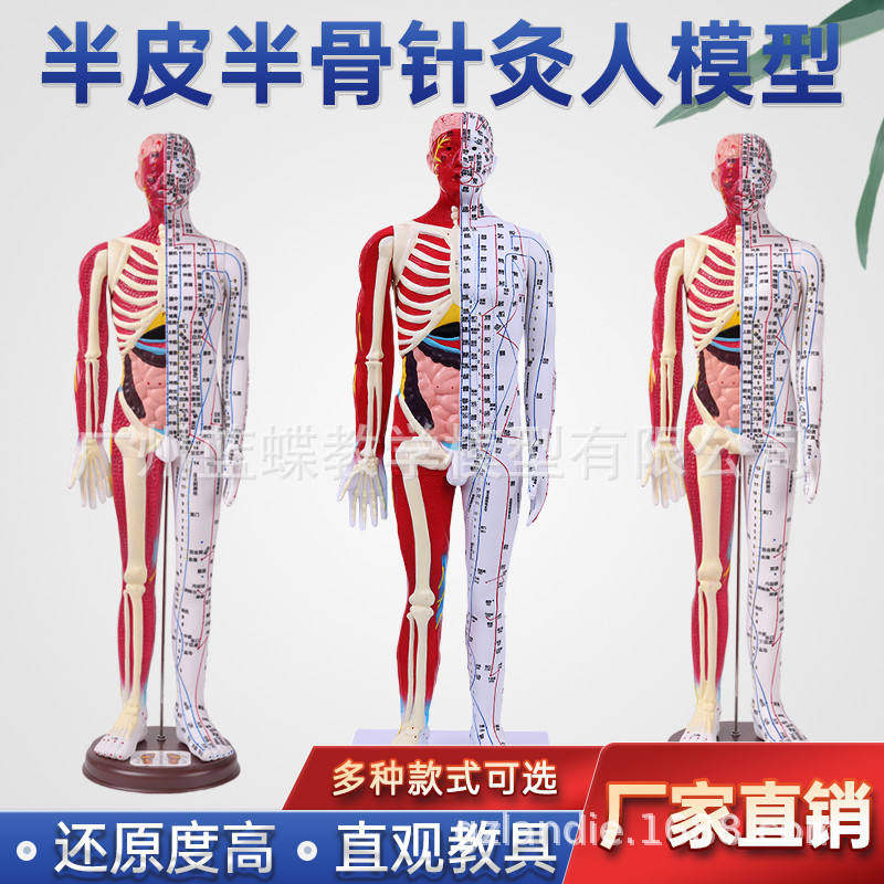 刻字超高经络人体穴位模型针灸清晰教学模型60CM半皮半肌按摩模型