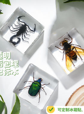 摆件树脂滴胶昆虫动物100多种甲虫蜘蛛千年虫儿童研学蝎子盲盒