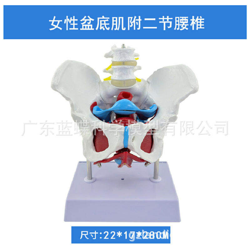 助产骨盆及盆底肌模型子宫模型盆骨模型分娩教学模型女性模型