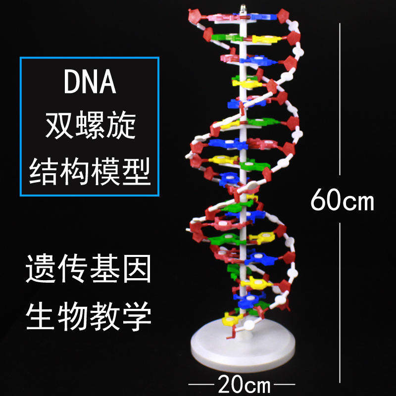 DNA双螺旋结构模型碱基对模型分子结构遗传基因生物科学教学仪器