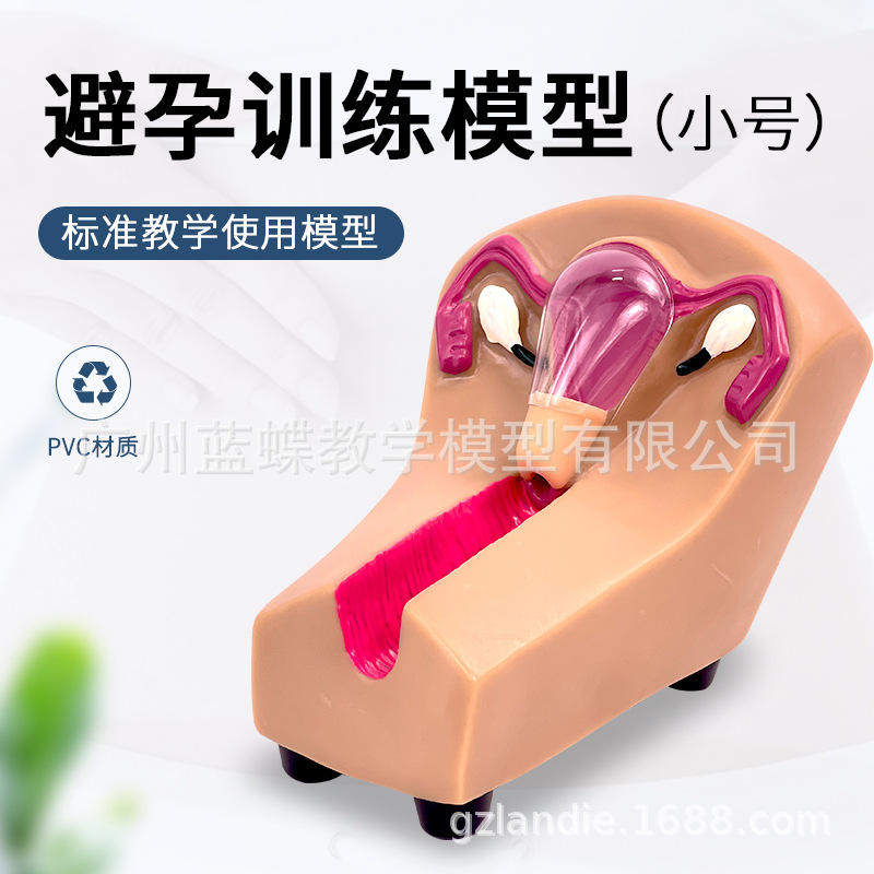 高级女性避孕器指导模型女性节育训练模型上环女性小号计生模型