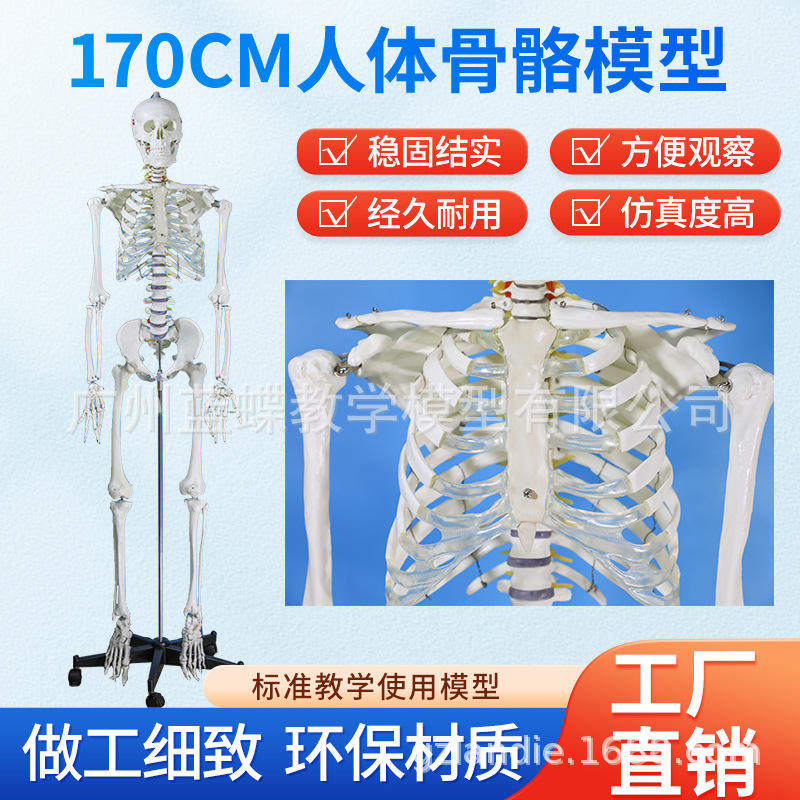 全身大人体骨骼模型170CM成人大白骷髅标本教学脊椎自然骨架模型