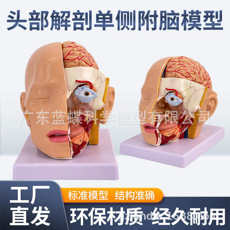 头脑仿真教学头部解剖附脑动脉模型头中部切面人体解剖可拆4部件