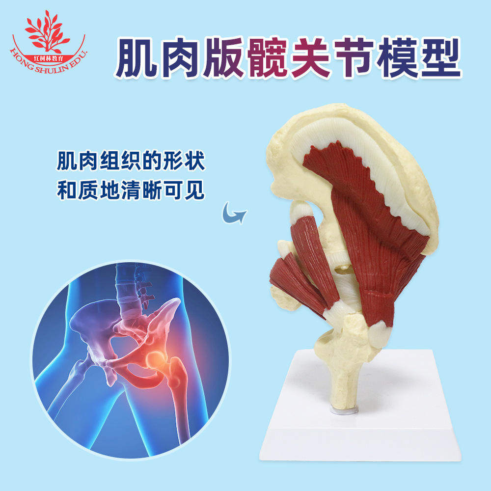 人体肌肉版髋关节模型教学自然功能型讲解用骨科大人体关节模型