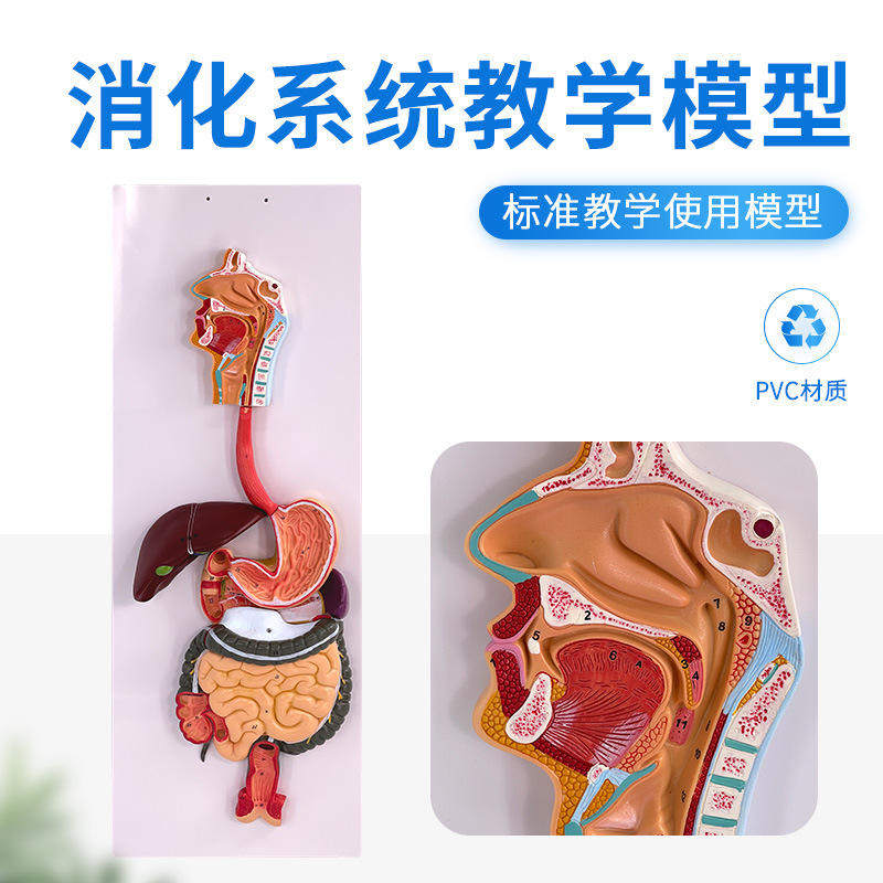 模型消化系统人体直肠人体食道人体口鼻喉胃人体大肠人体肝脏