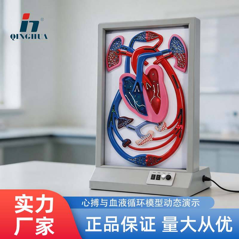 心搏与血液循环模型生物初高中器材电动动态演示实验教具