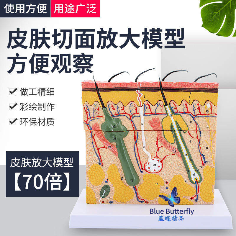 皮肤层次模型皮肤结构放大模型美容构造解剖微整形教学切面医学用