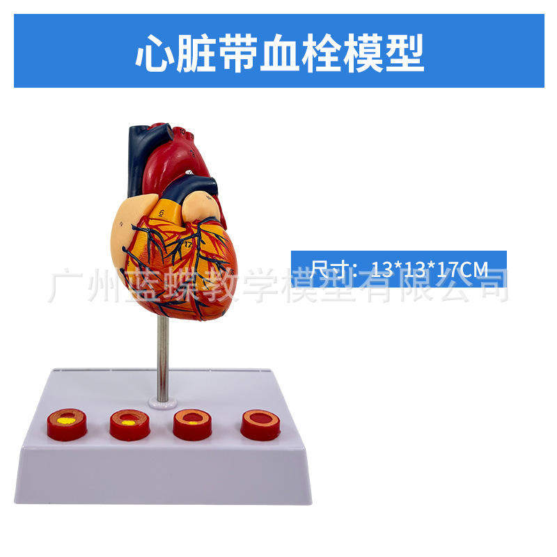 人体模型心脏模型放大心脏带血栓心脏模型解剖心脏