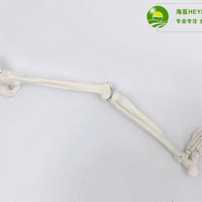 全科骨骼模型下肢骨髋骨模型脚关节足关节骨架模型骨科人体医生