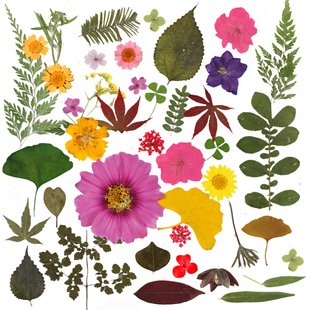 干树叶标本植物干花压花叶子干草秋天落叶装饰贴画手工diy材料包