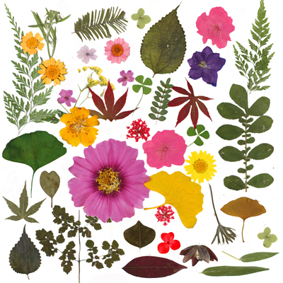 干树叶标本植物干花压花叶子干草秋天落叶装饰贴画手工diy材料包