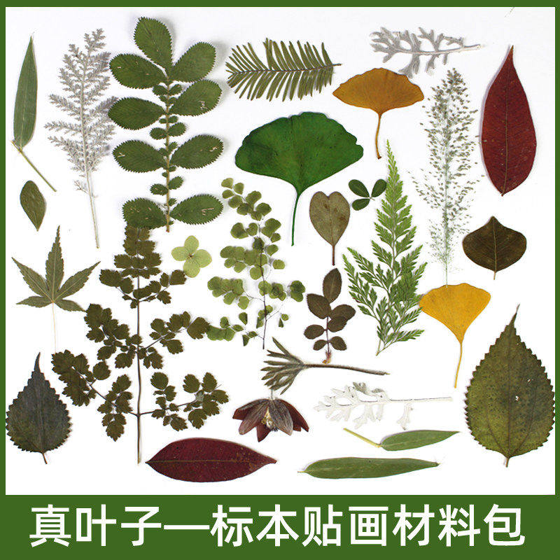 树叶标本植物干花压花押花叶子干草秋天落叶粘贴画手工diy材料包
