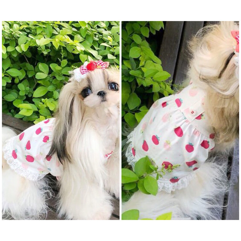 狗狗衣服裙子 泰迪夏装T恤 狗狗短袖春夏天 博美比熊情侣衣服夏装