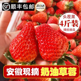 2斤装 包邮 牛奶产地直销1斤红颜顺丰 安徽新鲜现摘奶油草莓4斤当季