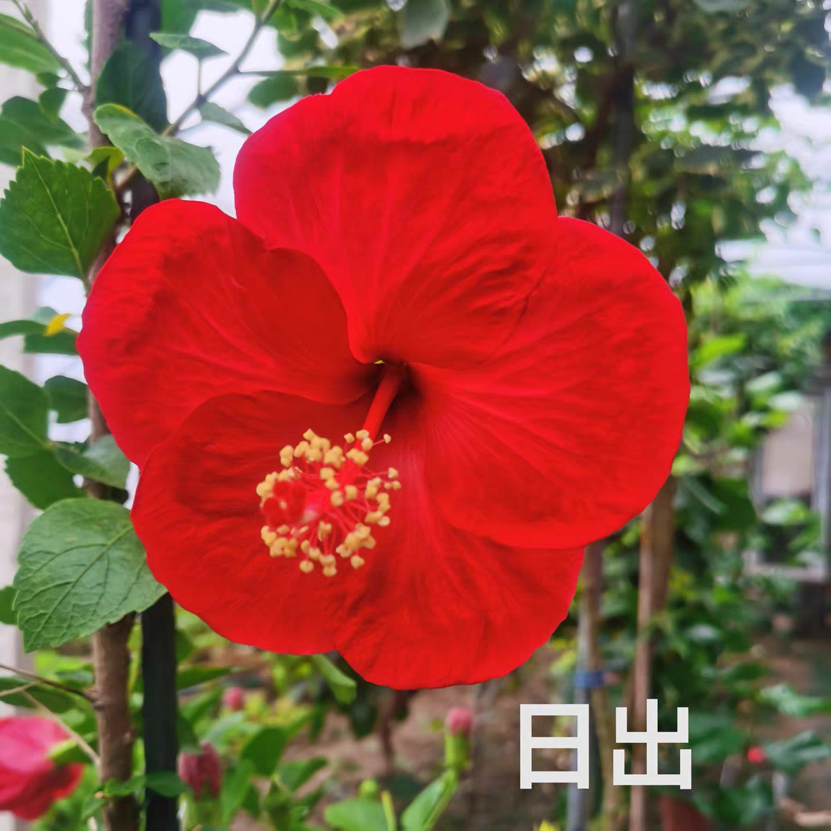 日出朱瑾扶桑花苗 易活好养 阳台庭院四季开花木本盆栽