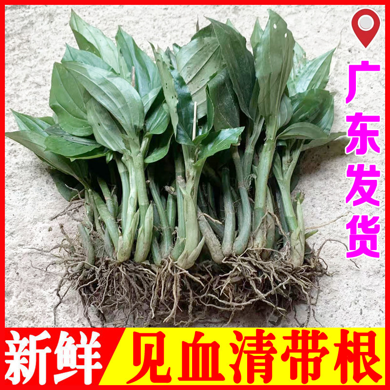 新鲜见血清草药中药材建血清种苗可盆栽主供广东云南贵州四川重庆