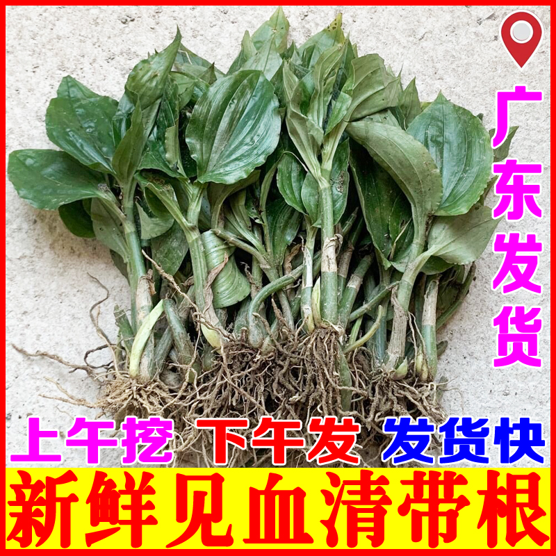 新鲜见血清草药中草药材云南贵州四川重庆中药羊耳蒜见血青苗盆栽